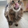 snoepende poes