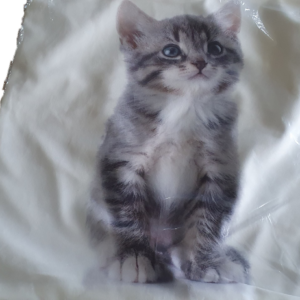 Kussenhoes kitten tijger