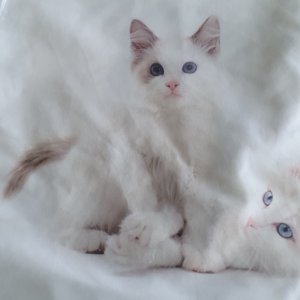 Kussenhoes kitten wit