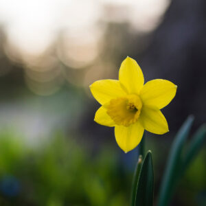Paasbloemen voor onze tuin