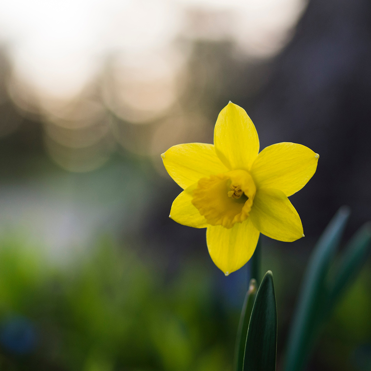 Paasbloemen voor onze tuin