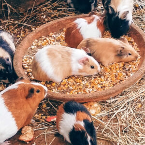 Doneer 1 dag konijn- en caviavoer voor onze dieren
