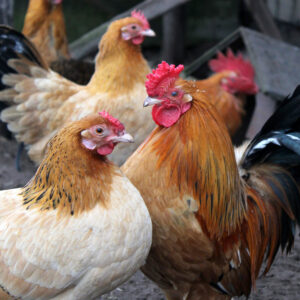 Doneer 1 zak kippengraan aan onze dieren