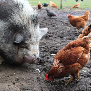 Doneer 1 zak varkensvoer aan onze dieren