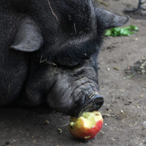 Doneer 1 krat appels voor onze varkens