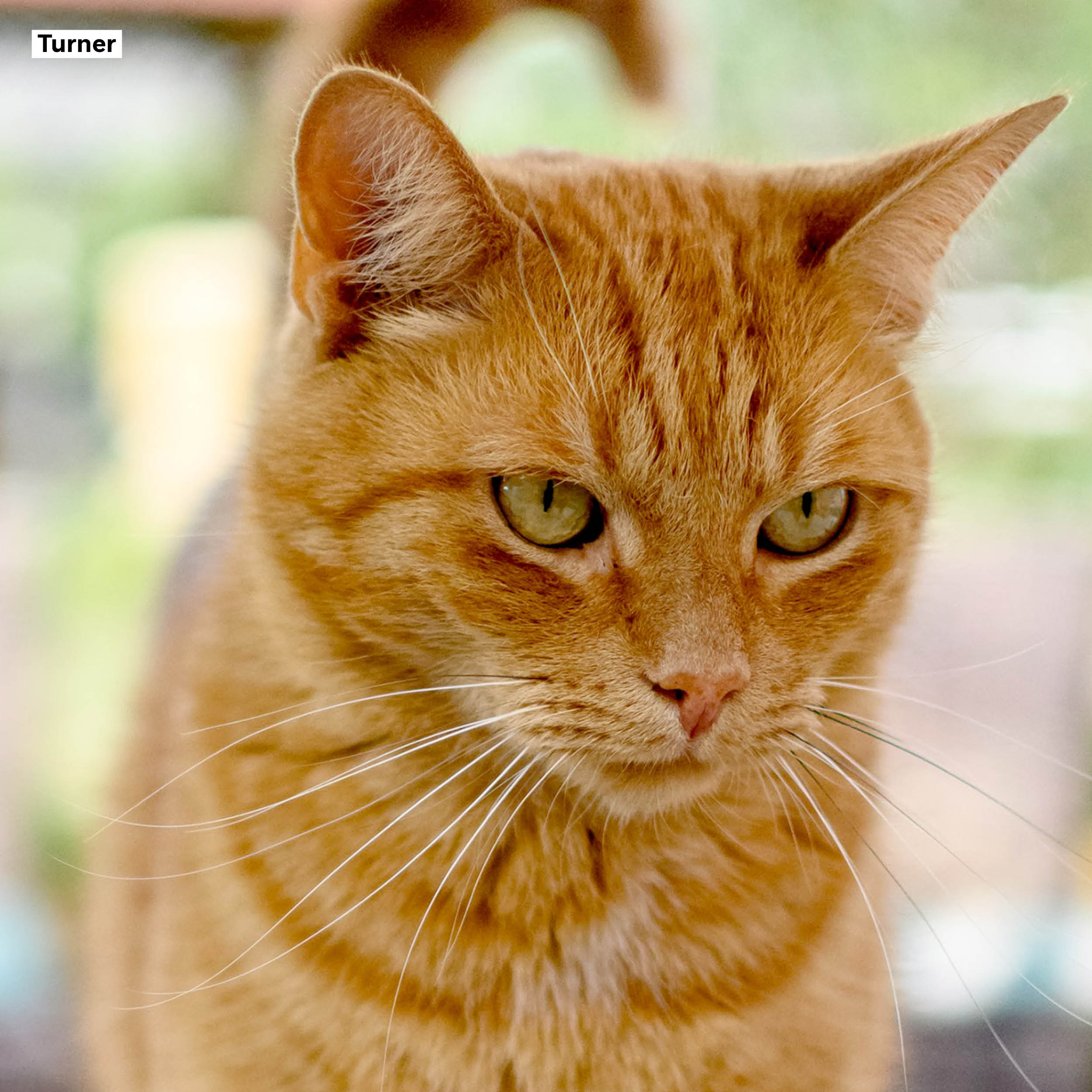 Vrije donatie - Afbeelding 2