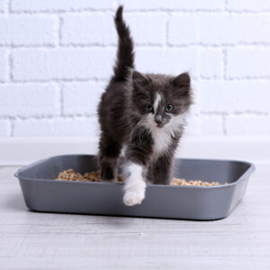 doneer een grote zak Cat’s Best Kattenbakvulling