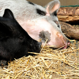 Doneer een hooibaal aan onze dieren